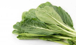 大叶芥菜的功效与作用 大叶芥菜的功效与作用教案