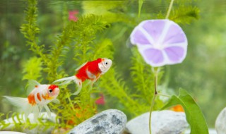 鱼缸养虾的正确方法 鱼缸养虾的正确方法图片