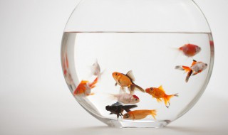 科学养鱼的小妙招 科学养鱼的小妙招视频