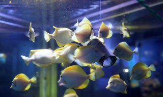 养海水鱼技巧 养海水鱼入门教学