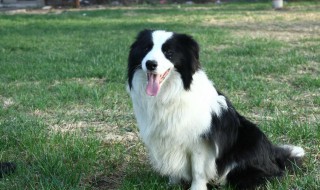 新手训边牧狗的方法大全 怎样训边牧视频教程