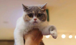 猫的正确护理方法（猫的正确护理方法视频）