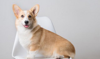 正确给狗剪指甲方法（正确给狗剪指甲方法图解）