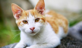 养猫十大技巧口诀 养猫技巧指南大全