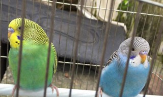 虎皮鹦鹉最佳抚摸方法（虎皮鹦鹉最喜欢摸哪里）