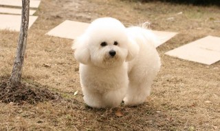 比熊洗澡怎么洗 比熊洗澡怎么洗脸好