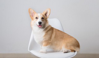 狗狗常见皮肤病（狗狗常见皮肤病之脂溢性皮炎）