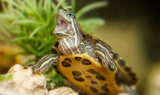 黄头龟正确饲养方法（黄头龟养殖方法和注意事项）