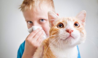 土猫训练教程 土猫训练教程图解