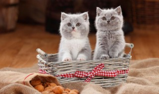 幼猫除虱子最简单的方法 小猫如何除虱