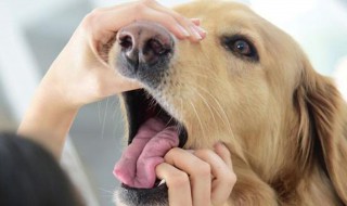 狗狗口臭去除妙招好方法 狗狗口臭去除妙招好方法有哪些