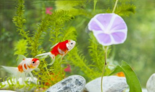 鱼缸怎么换水窍门 鱼缸怎么换水窍门图解