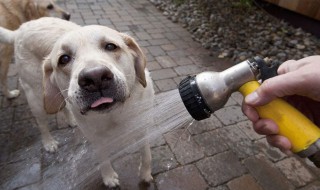 萨摩耶的狗粮制作方法（萨摩耶狗粮怎么做）