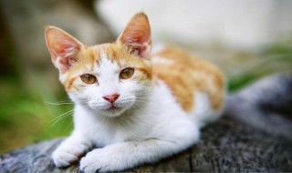 猫咪的特点 猫咪的特点和本领