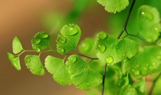 植物的特点 植物的特点作文300字