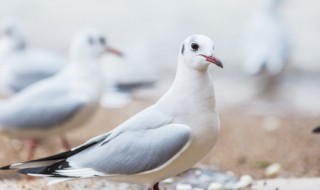 小动物的外形特点描写 小动物的外形特点描写三年级