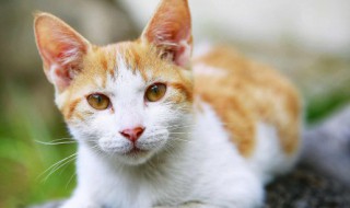 为什么咬猫耳朵会惨叫 咬猫咪的耳朵它会叫是什么意思