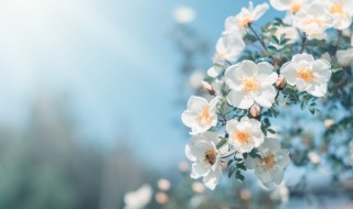 怎么形容春天 怎么形容春天的美景