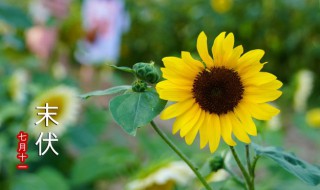 夏季如何预防中暑 夏季如何预防中暑安全教育课教案