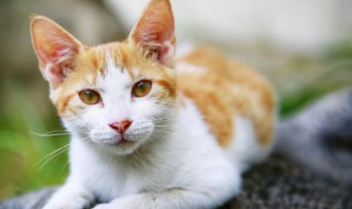 流浪猫喜欢吃什么 流浪猫渴望被收养的表现