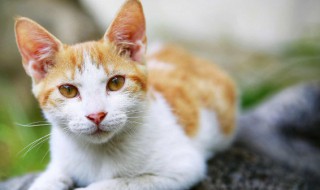 猫吃什么补钙（猫缺钙早期症状）