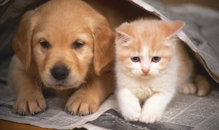 金毛怎么训练才听话的 金毛犬的优缺点及性格