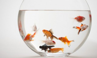 泰国斗鱼怎么繁殖 泰国斗鱼怎么分公母?