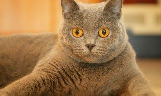 猫近亲繁殖会怎么样 猫近亲繁殖会有影响吗