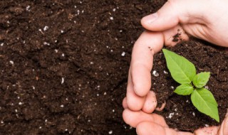 泥淖怎么读（泥淖怎么读什么意思）