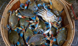 螃蟹英文怎么读（螃蟹英文怎么读发音shrimp）