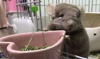 龙猫吃什么食物 为什么不建议养龙猫