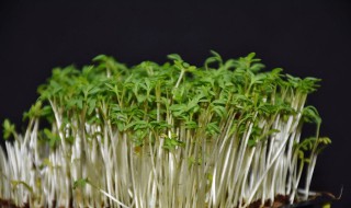 日常生活中可食用茎的植物有哪几种(日常生活中可食用茎的植物有哪几种图片)