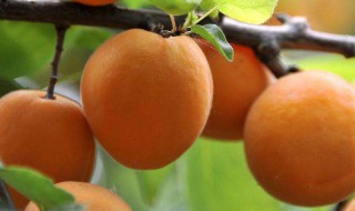 杏与哪些食物搭配好?（杏和什么搭配一起吃比较好）