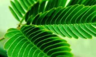 含羞草的特点描写（含羞草的特点描写说明文）