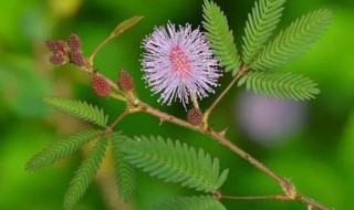 含羞草作文三年级 含羞草作文三年级300