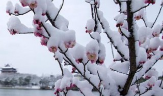 踏雪寻梅原型（踏雪寻梅原型孟浩然）