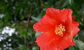 五月榴花似火红的意思是什么? 五月榴花红似火是谁的诗词