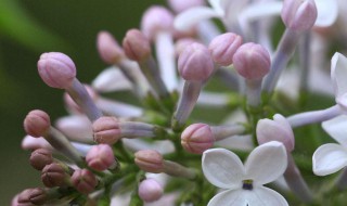 丁香花种子怎么种植 丁香花种子怎么种植方法