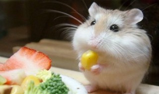 仓鼠怎么养才不咬人（仓鼠怎么分公母）