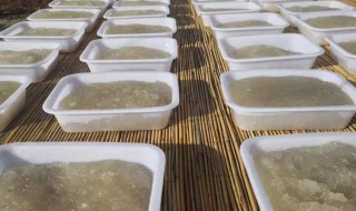 粉坨的做法（东北煎粉粉坨的做法）