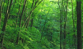 平地木的功效与作用（中药平地木的功效与作用）