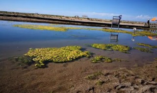 中国最大的咸水湖是 中国最大的咸水湖是什么地方