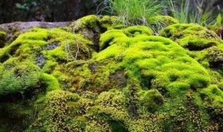 苔藓怎么种植 鲜苔藓怎么种植