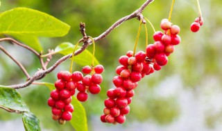 五味子适合什么样的人喝（五味子适合人群）