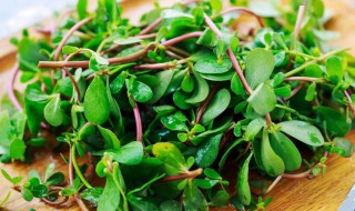 干马齿苋煮水适合什么时候喝 干马齿苋煮水几分钟