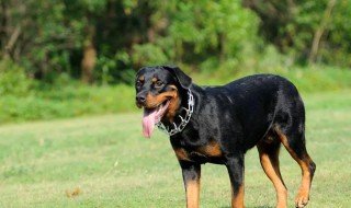 罗威纳犬自制狗粮 罗威纳犬食谱