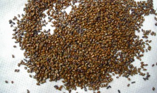 生决明子的功效与作用 炒决明子和生决明子的功效与作用