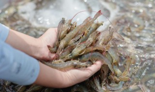 双椒基围虾做法步骤（辣椒基围虾）