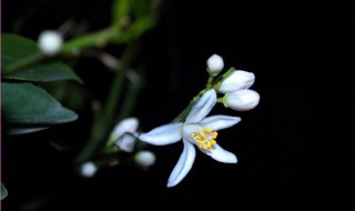 桔子花是什么时候开花 桔子花是什么时候开花的