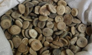 马钱子的功能和禁忌（马钱子的功效和禁忌）